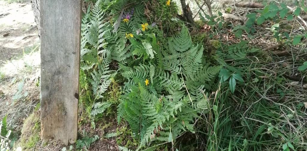 Mooshütte 1 Mooshütte 1