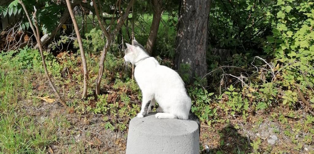 Wandertag Katze Wandertag Katze