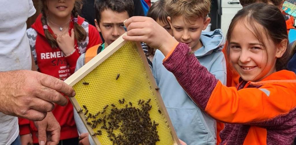 Wabe in der Hand Waben