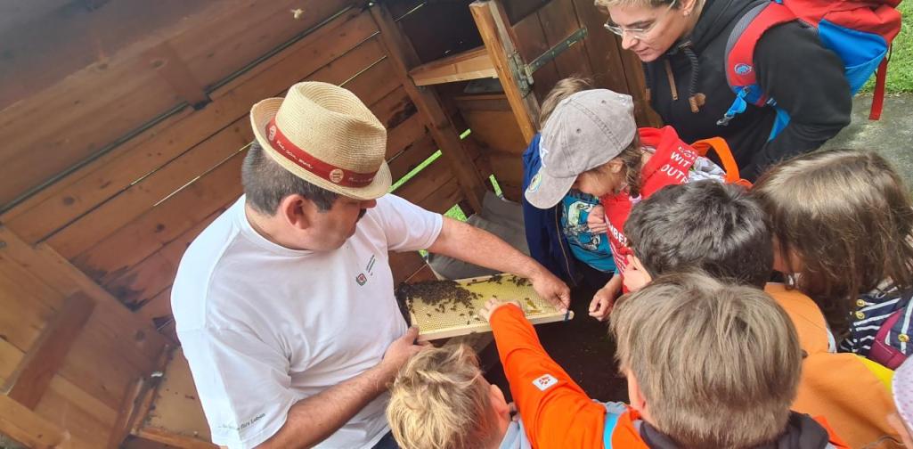 Honig aus der Wabe Honigwabe