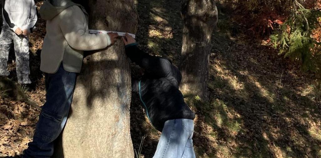 Mini-Projekt Bäume 5